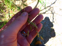 Bromus carinatus