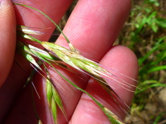Bromus carinatus