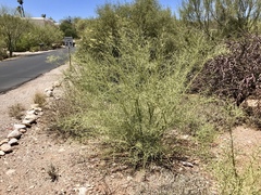 Parkinsonia microphylla