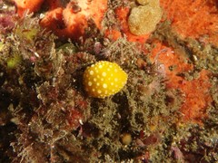 Doris chrysoderma