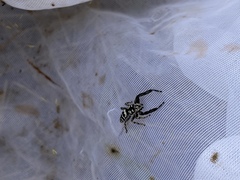 Mendoza elongata