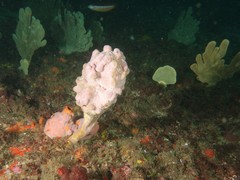 Pyura spinifera