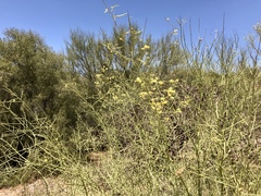 Parkinsonia microphylla