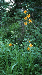Lilium parryi