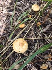 Fungi