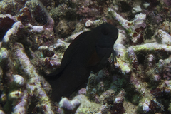 Cirripectes stigmaticus