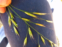 Bromus carinatus