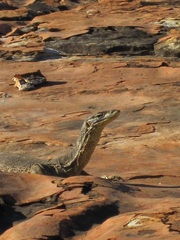 Varanus panoptes