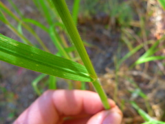 Bromus carinatus