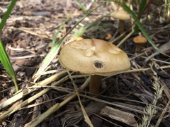 Fungi