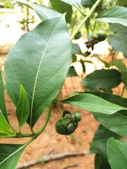 Morinda