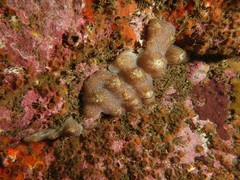 Botrylloides magnicoecus