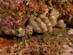 Botrylloides magnicoecus