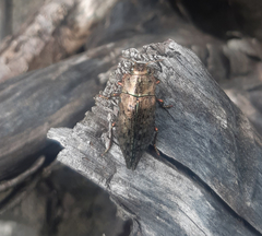 Dicerca berolinensis