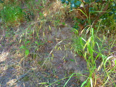 Bromus carinatus
