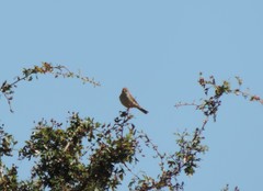 Curruca communis