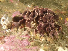 Adeonellopsis