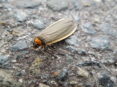 Macrobrochis staudingeri