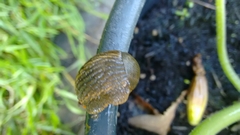 Gastropoda