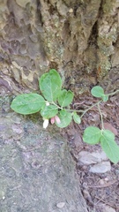 Vaccinium hirsutum