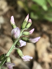 Astragalus eucosmus