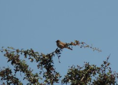 Curruca communis