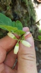 Vaccinium hirsutum