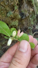 Vaccinium hirsutum