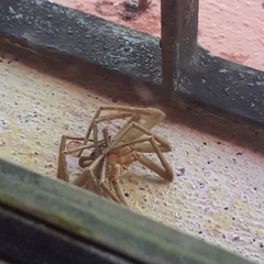 Heteropoda venatoria