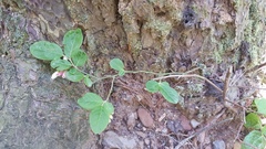 Vaccinium hirsutum