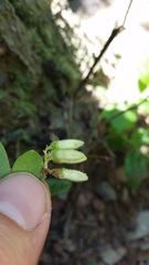 Vaccinium hirsutum