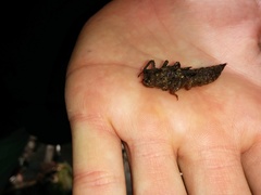 Cordulegaster dorsalis