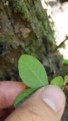 Vaccinium hirsutum