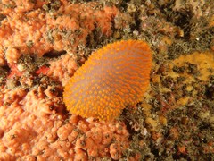 Polycitor giganteus