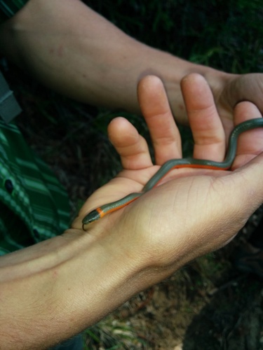 iNaturalist observation photo of Ring-necked Snake