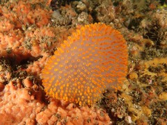 Polycitor giganteus