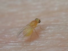Chyromya