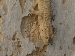 Tarentola mauritanica