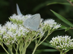Celastrina lavendularis himilcon