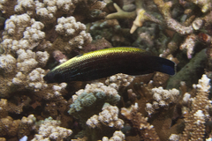 Labropsis xanthonota
