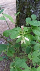 Vaccinium hirsutum