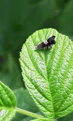 Grapholita compositella