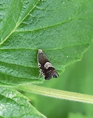 Grapholita compositella