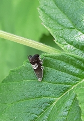 Grapholita compositella