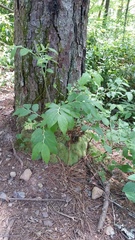 Vaccinium hirsutum