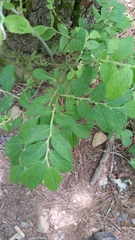 Vaccinium hirsutum