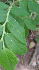 Vaccinium hirsutum