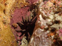 Phyllacanthus parvispinus