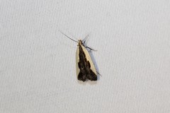 Dichomeris inserrata