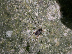 Platybunus
